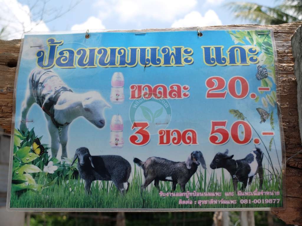 เลี้ยงแพะ แกะ เพื่อธุรกิจท่องเที่ยว