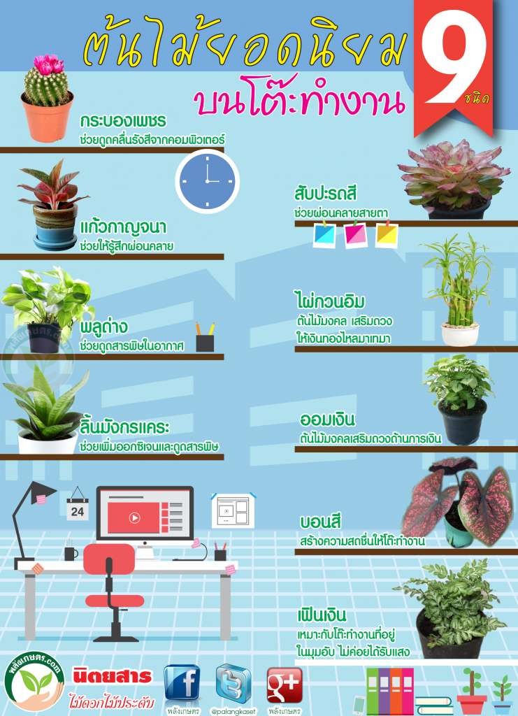 9 ต้นไม้ยอดนิยม บนโต๊ะทำงาน