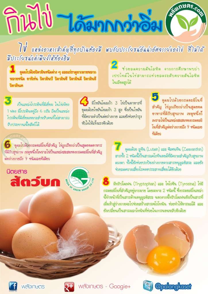 ประโยชน์ของไข่ 8 อย่าง ประโยชน์ของไข่ 8 อย่าง