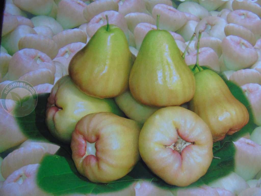 ชมพู่เพชร สายรุ้ง ผลไม้ “GI” เมืองเพชร…แพงเพราะหวานกรอบ เนื้อแน่น