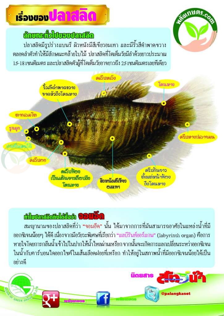 ปลาสลิด ลักษณะ รูปร่าง ตามธรรมชาติ ปลาสลิด