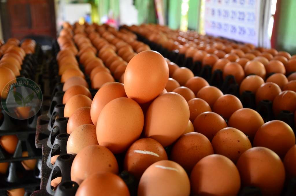 ฟาร์มไก่ไข่ เมืองแปดริ้ว ฟันธงอนาคตวัตถุดิบอาหารสัตว์แพง! ไข่ไก่