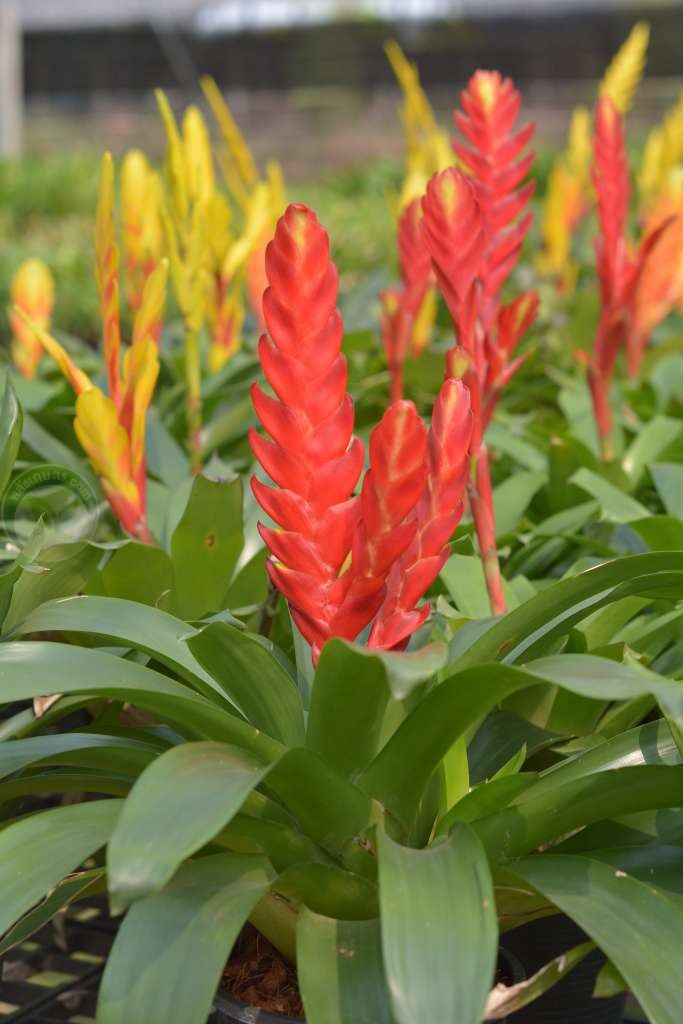 สกุลกุซมาเนีย (Guzmania) เป็นหนึ่งในสับปะรดสีที่นิยมใช้จัดสวน โตเร็ว ให้ดอกง่าย