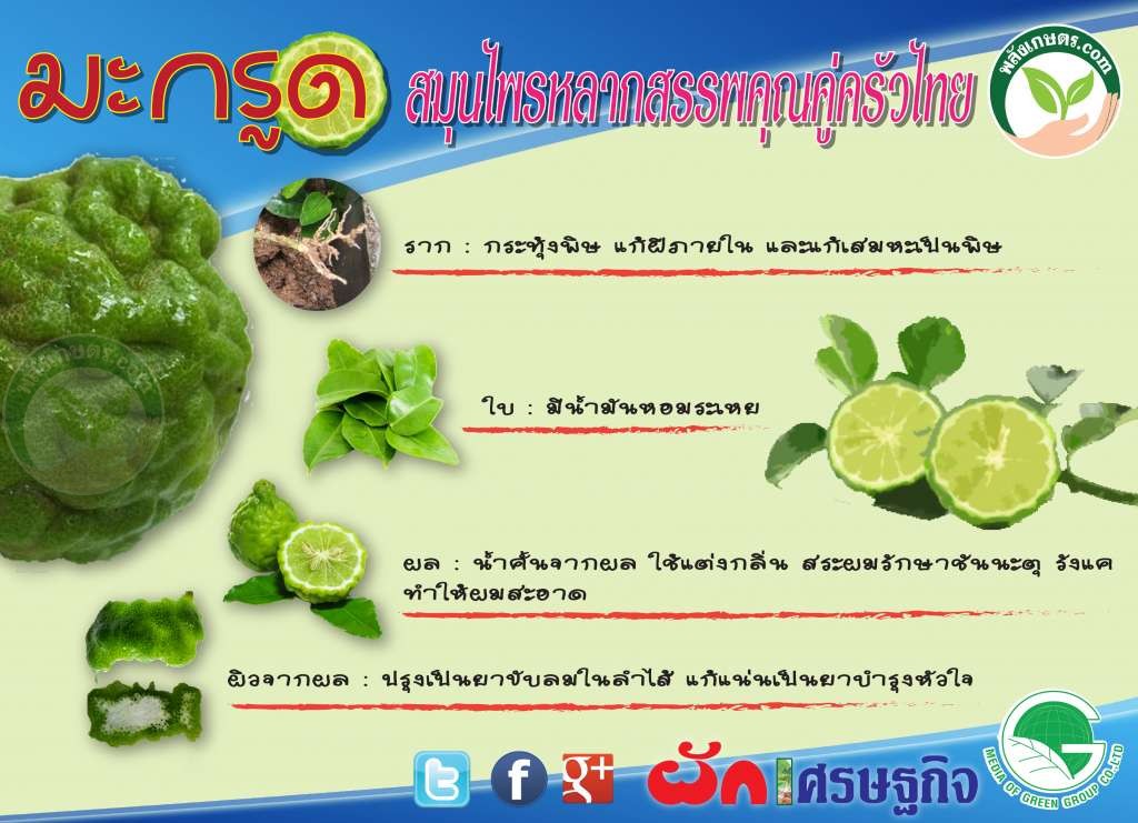 สรรพคุณมะกรูด ราก ใบ ผิว และ ผล มีประโยชน์ สรรพคุณมะกรูด