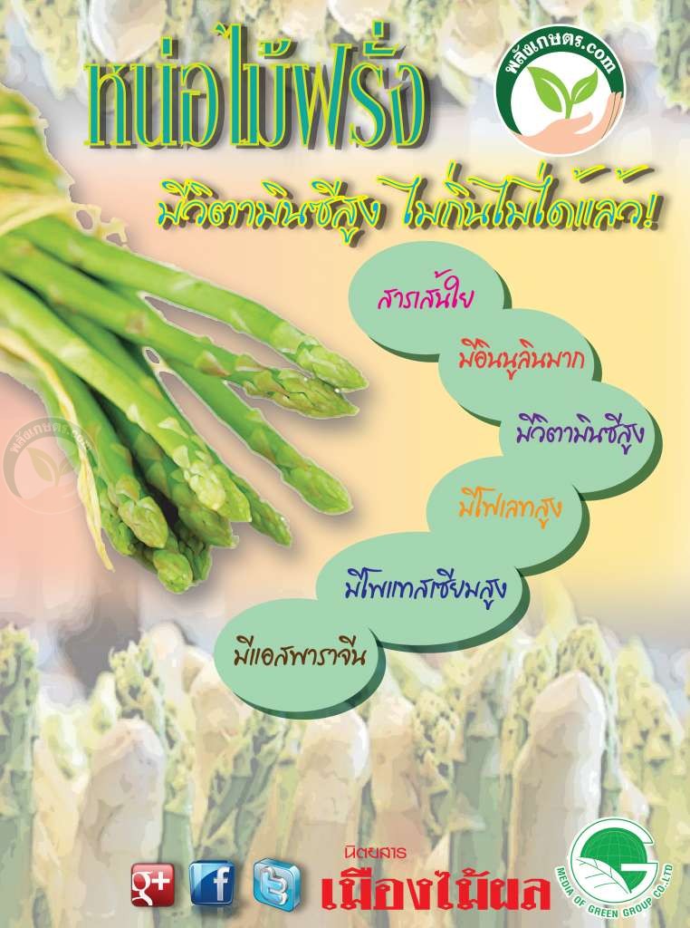 หน่อไม้ฝรั่ง มีวิตามีซีสูง ไม่กินไม่ได้แล้ว