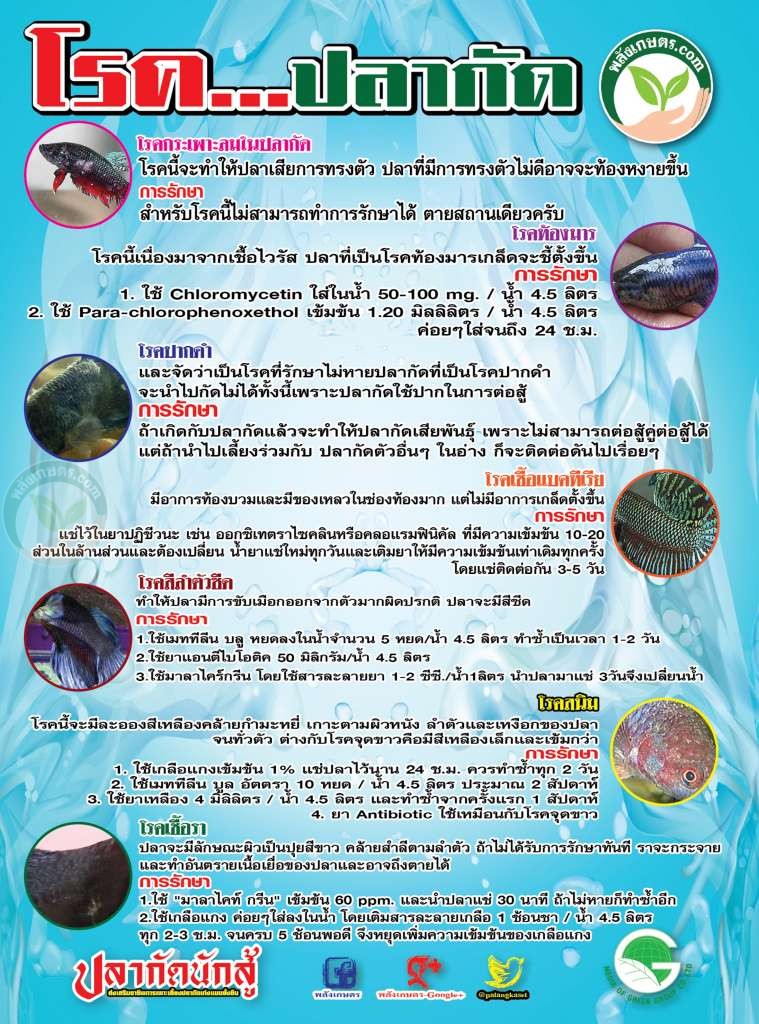โรคของปลากัด พร้อมวิธีรักษา โรค ปลากัด