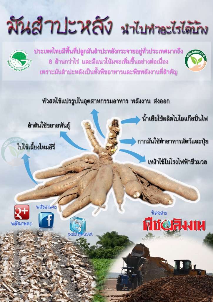 มันสำปะหลัง นำไปทำอะไรได้บ้าง มันสำปะหลังใช้ทำอะไรได้บ้าง