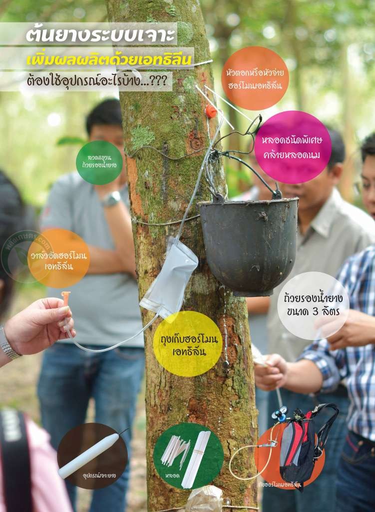 ต้นยางระบบเจาะเพิ่มผลผลิตด้วยเอทธลีน ต้องใช้อุปกรณ์อะไรบ้าง