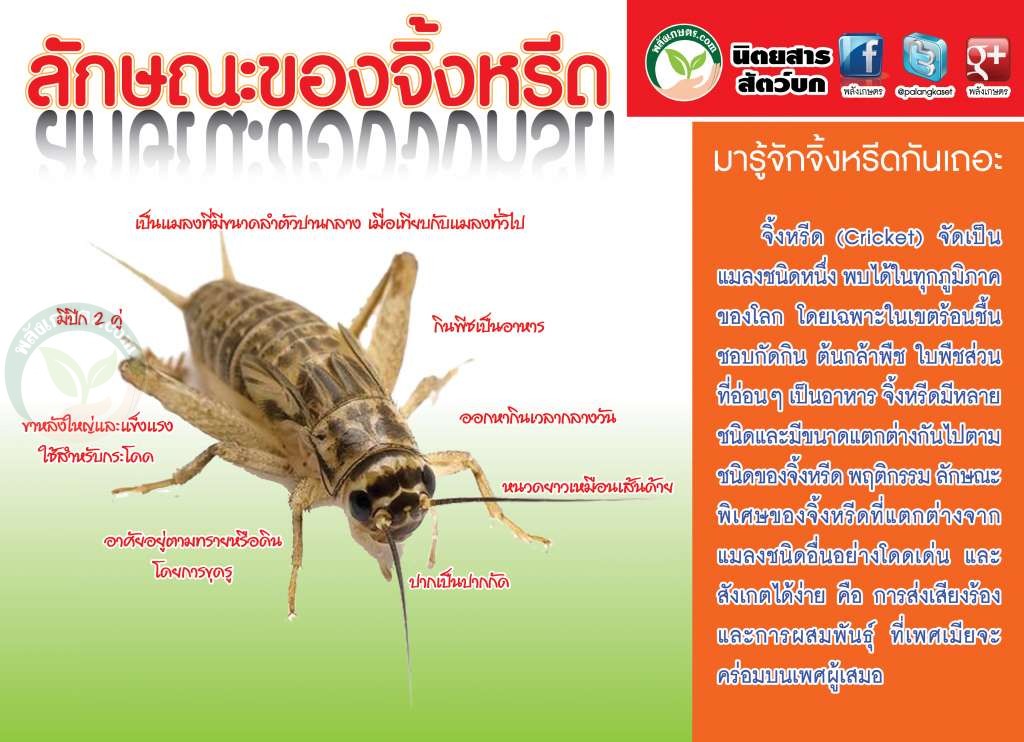 จิ้งหรีด ลักษณะตามธรรมชาติ เป็นอย่างไร? จิ้งหรีด ลักษณะ