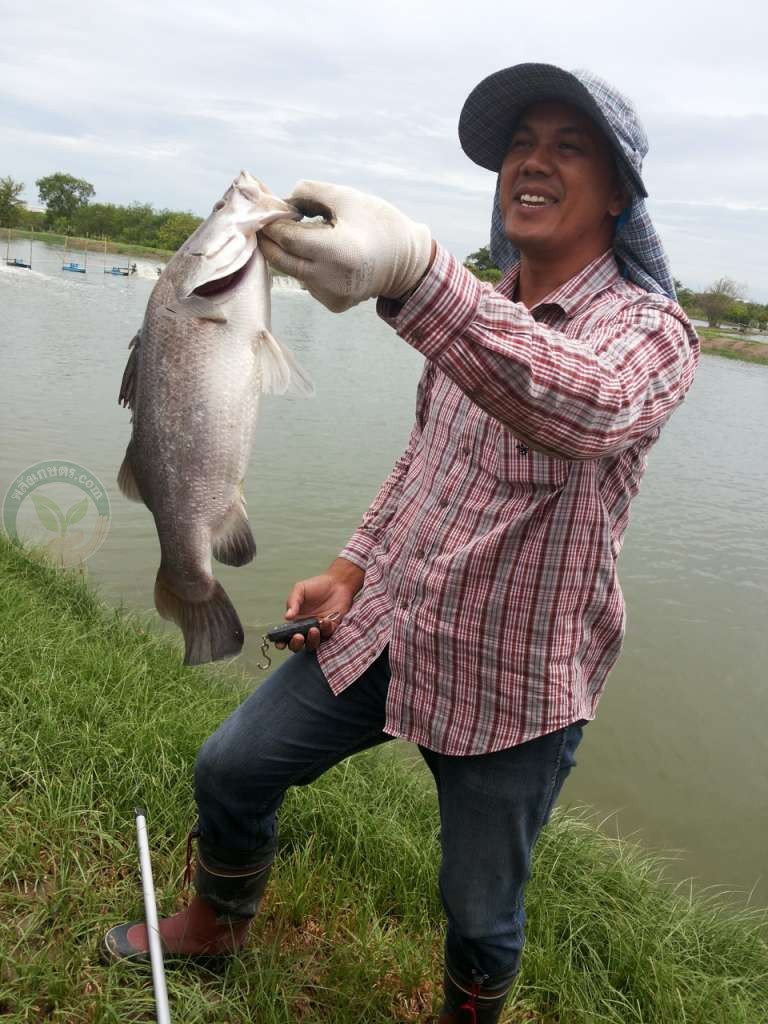 ปลากะพงในบ่อ มาตรฐานห้องเย็นรองรับ