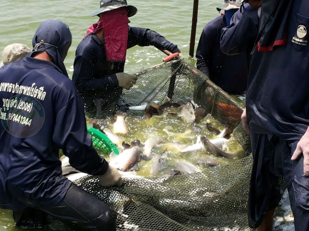 ปลากะพงขาว เลี้ยงยังไงให้ได้ 400 ตัน/ปี รวบรวมผลผลิต เพื่อจำหน่าย