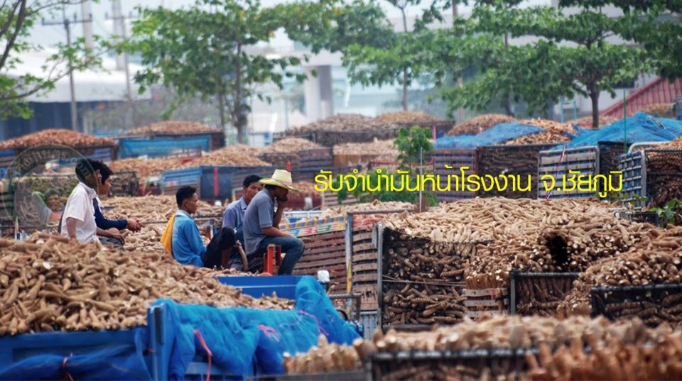 ว่าด้วยเรื่องของ.. มันสำปะหลัง !!! ( ตอนที่ 1/4 ) รับจำนำมันสำปะหลัง