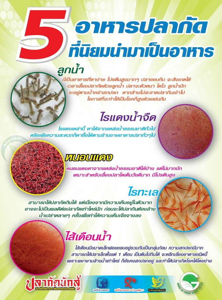 5 อาหารปลากัด ทำให้กัดเก่ง อาหารปลากัด
