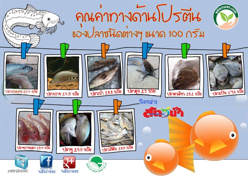 ปลา อะไรที่มี โปรตีน มาก ? โปรตีน ปลา