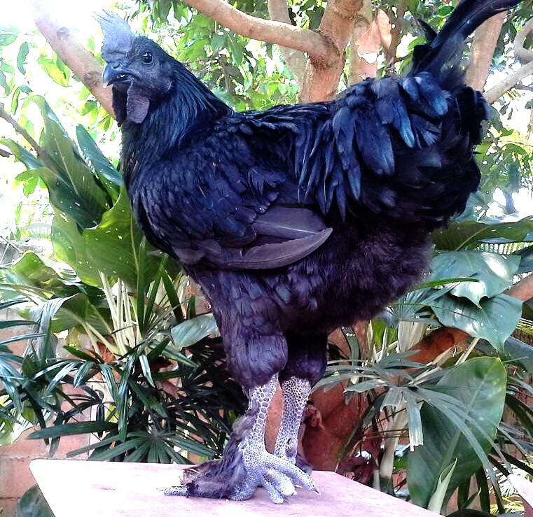 ไก่ดำ พันธุ์ไทยชิน เชียงดาว 2 ดังเพราะพัฒนาพันธุกรรม ไก่ดำไทยชิน