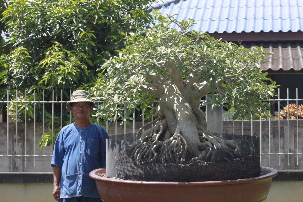 เปิดสูตรเลี้ยง ชวนชมเพชรบ้านนา ให้โตไว สไตล์ลุงกวาง เมืองรถม้า
