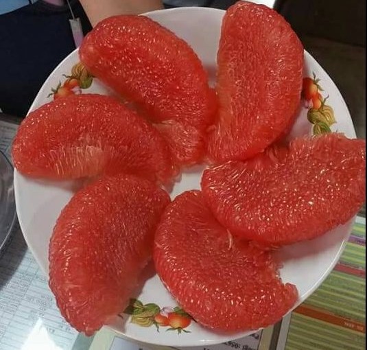 ส้มโอ “ ทับทิมสยาม ” ปลูกไม่ยาก ขายง่าย กำไรงาม ส้ม โอ ทับทิม สยาม