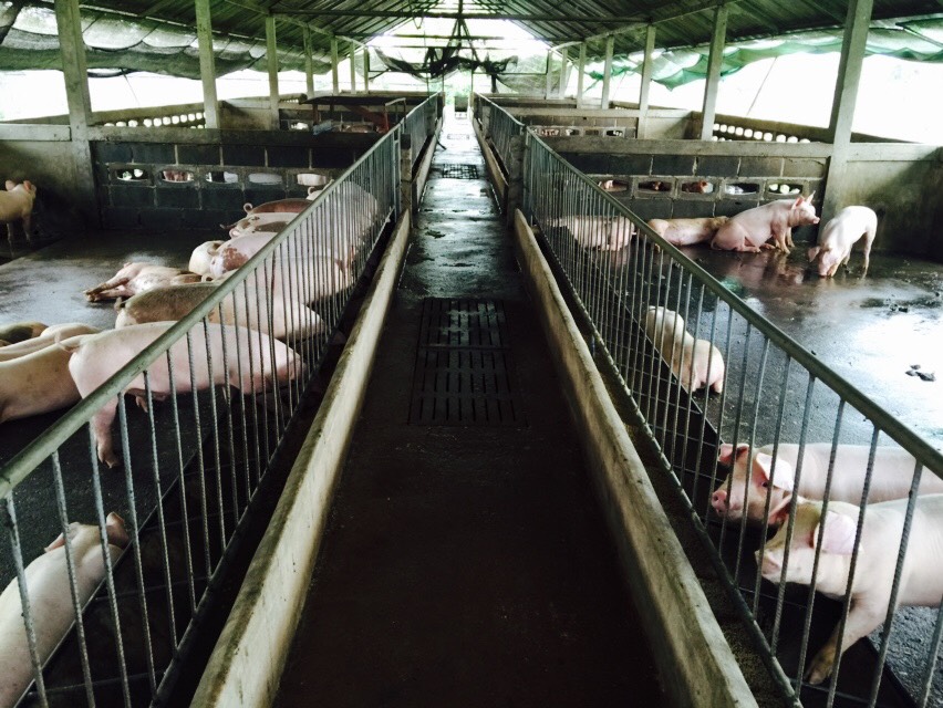 ศรีพราหมณ์ฟาร์ม ยึดสุกรรายได้หลัก เสริมด้วยไก่เนื้อ โรงเรือนภายในฟาร์ม ซึ่งเปิดโล่ง