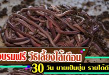 โชคดีฟาร์ม ไส้เดือนเงินล้าน ยืนยัน ผลิตมูลไส้เดือนคุณภาพขาย รายได้ดี พร้อมถ่ายทอดความรู้ อบรมฟรี ไส้เดือน-2