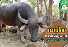 ควายไทย ควรค่าอนุรักษ์ไว้ สร้างมูลค่าหลักล้าน ควายไทย2