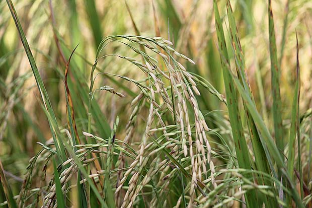 ข้าวอินทรีย์