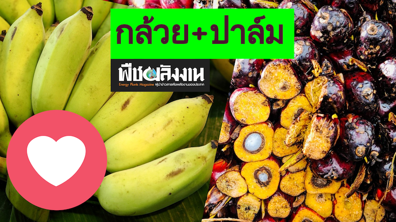 ปลูกกล้วยน้ําว้า 🍌 แซม ปาล์มน้ำมัน เพิ่มเงิน 80,000 บาท / เดือน ปลูกกล้วยน้ําว้า แซม ปาล์มน้ำมัน เพิ่มรายได้ 80,000 บาท เดือน
