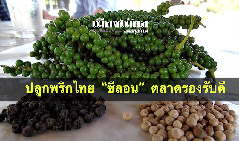ปลูกพริกไทย ซีลอน ตลาดรองรับดี 60-250 บาท/กก. ปลูกพริกไทย ซีลอน ตลาดรองรับดี