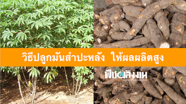 วิธีปลูกมันสําปะหลัง ให้ผลผลิตสูง ประหยัดต้นทุนค่าใช้จ่าย