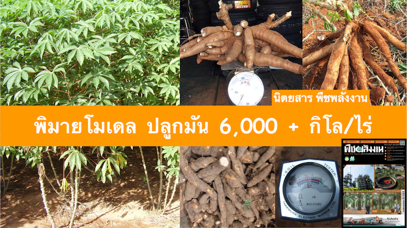 การปลูกมันสําปะหลัง ผลิตมากกว่า 6 ตัน/ไร่ บอกเลยไม่ยาก การปลูกมันสําปะหลัง ผลิตมากกว่า 6 ตัน:ไร่ บอกเลยไม่ยาก