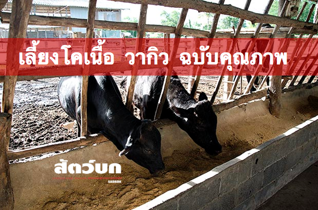 การเลี้ยงโคขุน วากิว เน้นคุณภาพ เมืองย่าโม (ฉบับทำได้จริง) – พลังเกษตร.com การเลี้ยงโคขุน วากิว เน้นคุณภาพ เมืองย่าโม (ฉบับทำได้จริง) - พลังเกษตร.com
