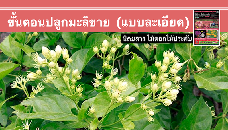 ปลูกมะลิ ขายรายได้ดี เก็บขายได้ตลอดปี (แบบละเอียด) ปลูกมะลิ ขายรายได้ดี เก็บขายได้ตลอดปี (แบบละเอียด)