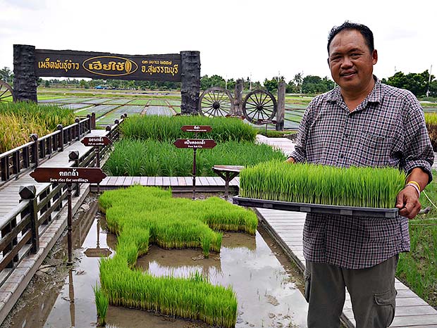 เฮียใช้ กระบวนการผลิตเมล็ดพันธุ์