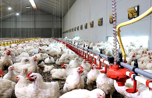 ไก่เนื้อโตช้า เทรนด์ใหม่มาแรง ตลาดยุโรป ไก่เนื้อ