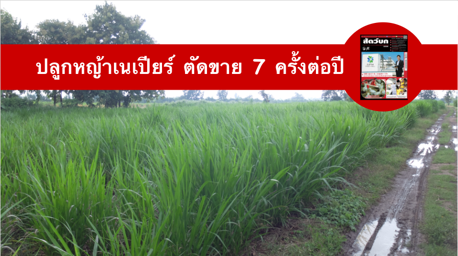 ปลูกหญ้าเนเปียร์ 90 วันตัดขาย รายได้ดีกว่ามันฯ ปลูกหญ้าเนเปียร์-90-วันตัดขาย-รายได้ดีกว่ามันฯ