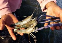 การเลี้ยง กุ้งขาวแวนนาไม + ก้ามกราม กำไรหลักแสน ลดต้นทุนกว่า 50% สไตล์ป้าเอ๋ ขนาดของกุ้งที่เลี้ยงในพืนที่ซึ่งเคยเป็นนาข้าว