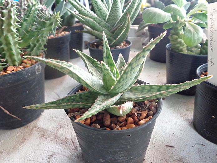 Aloe
