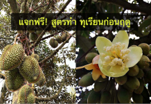 การทําทุเรียนนอกฤดู ออกสู่ตลาด…เพิ่มมูลค่าทุเรียนไทย