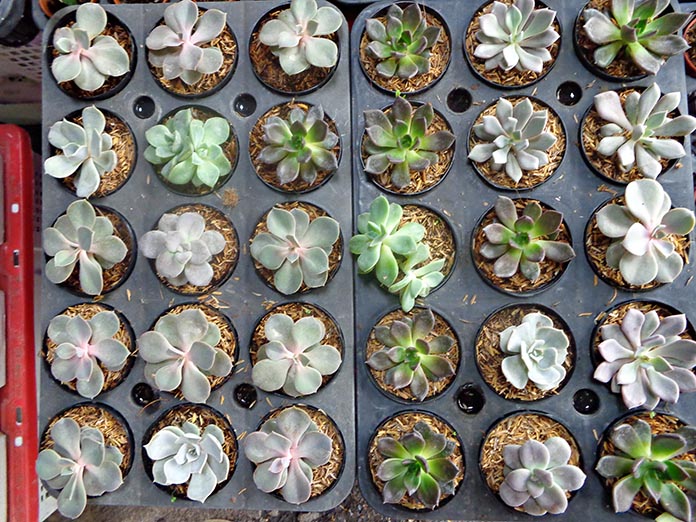 กุหลาบหิน-Echeveria-ไม้อวบน้ำที่มีรูปทรงเหมือนกับดอกกุหลาบ