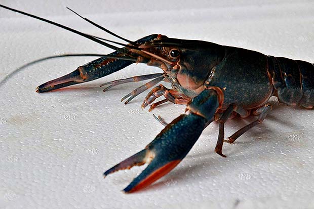 กุ้งก้ามแดง-แปดริ้ว-รับปรึกษาเรื่อง-การเลี้ยง