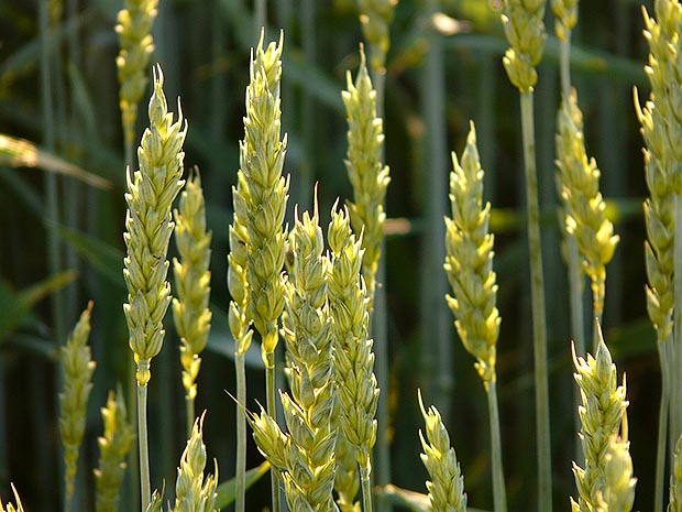 ข้าวสาลี-wheat-Triticum-aestivum
