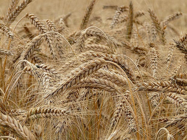 ข้าวสาลี-wheat-Triticum-aestivum-เ1