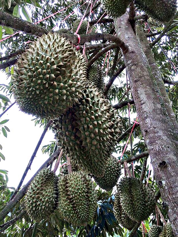 ผลผลิตทุเรียนนอกฤดูสวนคุณโอ๋