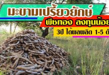 มะขามเปรี้ยวยักษ์ พืชทอง ลงทุนไม่มาก 3 ปี ได้ผลผลิต 1 – 5 ตัน
