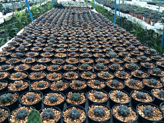 ฮาโวเทีย-Haworthia-ไม้อวบน้ำที่มีรูปทรงหลากหลายและแปลกตา-จะสะดุดตากับลวดลายบนใบที่แตกต่าง