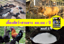 เลี้ยงสัตว์ในสวนยาง สวนยางผสมผสาน 400,000 บาท / ปี (ตอนที่ 2) เลี้ยงสัตว์ในสวนยาง-สวนยางผสมผสาน-40000-บาท-ปี-ตอนที่-2