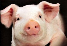 เลี้ยงหมู ในสภาพอากาศเปลี่ยนแปลง หน้าร้อน หน้าหนาว เลี้ยงหมู-ในสภาพอากาศเปลี่ยนแปลง-หน้าร้อน-หน้าหนาว