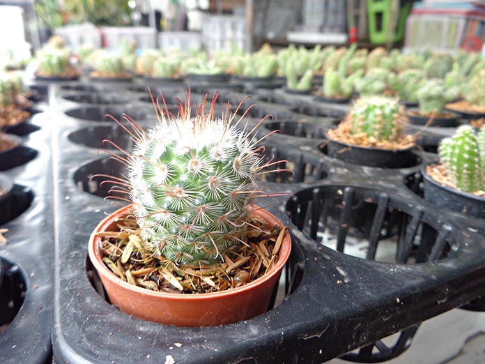 แมมมิลลาเรีย-Mammillaria-ชื่อเล่นน่ารักๆ-อย่าง-“แมม”-กระบองเพชรขวัญใจสาวๆ