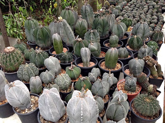 แอสโตรไฟตัม-Astrophytum-มีลักษณะเด่นคือ-ลายปะจุดสีขาวที่กระจายอยู่ทั่วไปตามลำต้น