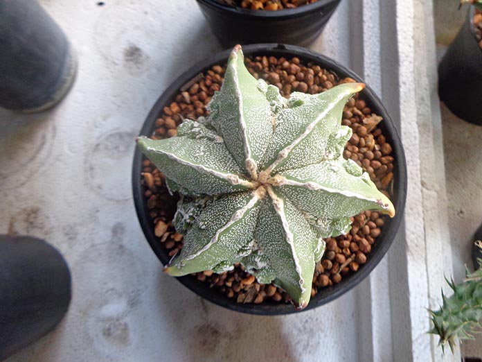 แอสโตรไฟตัม-Astrophytum-ไม้กระบองเพชรที่คล้ายกับรูปดาว