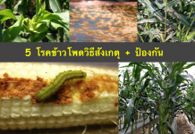 โรคข้าวโพด 5 อย่าง วิธีสังเกตุ + วิธีป้องกันรักษา โรคข้าวโพด-5-อย่าง-วิธีสังเกตุ-วิธีป้องกันรักษา1